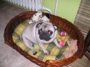 Фотографии к статье: Мопс (Pug) / Советы по уходу и воспитанию породы собак, описание собаки, помощь при болезнях, фотографии, дискусии и форум.