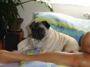 Фотографии к статье: Мопс (Pug) / Советы по уходу и воспитанию породы собак, описание собаки, помощь при болезнях, фотографии, дискусии и форум.