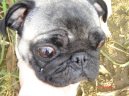 Фотографии к статье: Мопс (Pug) / Советы по уходу и воспитанию породы собак, описание собаки, помощь при болезнях, фотографии, дискусии и форум.