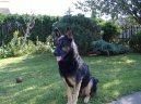 Фотографии к статье: Немецкая овчарка (German Shepherd Dog) / Советы по уходу и воспитанию породы собак, описание собаки, помощь при болезнях, фотографии, дискусии и форум.