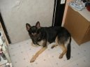 Фотографии к статье: Немецкая овчарка (German Shepherd Dog) / Советы по уходу и воспитанию породы собак, описание собаки, помощь при болезнях, фотографии, дискусии и форум.