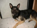 Фотографии к статье: Немецкая овчарка (German Shepherd Dog) / Советы по уходу и воспитанию породы собак, описание собаки, помощь при болезнях, фотографии, дискусии и форум.