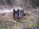 Фотографии к статье: Немецкая овчарка (German Shepherd Dog) / Советы по уходу и воспитанию породы собак, описание собаки, помощь при болезнях, фотографии, дискусии и форум.