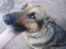 Фотографии к статье: Немецкая овчарка (German Shepherd Dog) / Советы по уходу и воспитанию породы собак, описание собаки, помощь при болезнях, фотографии, дискусии и форум.