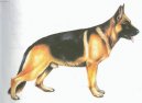 Фотографии к статье: Немецкая овчарка (German Shepherd Dog) / Советы по уходу и воспитанию породы собак, описание собаки, помощь при болезнях, фотографии, дискусии и форум.