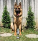 Фотографии к статье: Немецкая овчарка (German Shepherd Dog) / Советы по уходу и воспитанию породы собак, описание собаки, помощь при болезнях, фотографии, дискусии и форум.