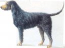 Нивернесский гриффон (Griffon nivernais) / Породы собак / Уход, советы, бесплатные объявления, форум, болезни