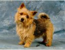 Фотографии к статье: Норвич-терьер (Norwich Terrier) / Советы по уходу и воспитанию породы собак, описание собаки, помощь при болезнях, фотографии, дискусии и форум.