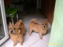 Фотографии к статье: Норвич-терьер (Norwich Terrier) / Советы по уходу и воспитанию породы собак, описание собаки, помощь при болезнях, фотографии, дискусии и форум.