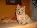 Норвич-терьер (Norwich Terrier) / Породы собак / Породы собак: Маленького размера: Уход, советы, бесплатные объявления, форум, болезни