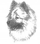 Ойразиер (евразиер) (Eurasier) / Породы собак / Уход, советы, бесплатные объявления, форум, болезни