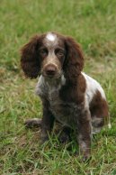 Фотографии к статье: Понт-одемерский спаниель (Pont-Audemer Spaniel) / Советы по уходу и воспитанию породы собак, описание собаки, помощь при болезнях, фотографии, дискусии и форум.