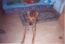 Фотографии к статье: Родезийский риджбек (Rhodesian Ridgeback) / Советы по уходу и воспитанию породы собак, описание собаки, помощь при болезнях, фотографии, дискусии и форум.