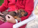 Фотографии к статье: Родезийский риджбек (Rhodesian Ridgeback) / Советы по уходу и воспитанию породы собак, описание собаки, помощь при болезнях, фотографии, дискусии и форум.