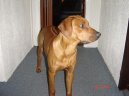 Фотографии к статье: Родезийский риджбек (Rhodesian Ridgeback) / Советы по уходу и воспитанию породы собак, описание собаки, помощь при болезнях, фотографии, дискусии и форум.