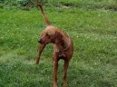 Фотографии к статье: Родезийский риджбек (Rhodesian Ridgeback) / Советы по уходу и воспитанию породы собак, описание собаки, помощь при болезнях, фотографии, дискусии и форум.