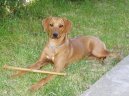 Фотографии к статье: Родезийский риджбек (Rhodesian Ridgeback) / Советы по уходу и воспитанию породы собак, описание собаки, помощь при болезнях, фотографии, дискусии и форум.