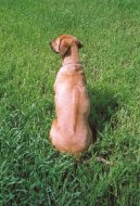 Фотографии к статье: Родезийский риджбек (Rhodesian Ridgeback) / Советы по уходу и воспитанию породы собак, описание собаки, помощь при болезнях, фотографии, дискусии и форум.