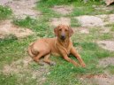 Фотографии к статье: Родезийский риджбек (Rhodesian Ridgeback) / Советы по уходу и воспитанию породы собак, описание собаки, помощь при болезнях, фотографии, дискусии и форум.