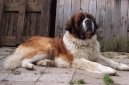 Фотографии к статье: Сенбернар (Saint Bernard) / Советы по уходу и воспитанию породы собак, описание собаки, помощь при болезнях, фотографии, дискусии и форум.