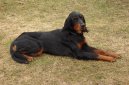 Фотографии к статье: Сеттер-гордон (Scotch Setter, Gordon Setter) / Советы по уходу и воспитанию породы собак, описание собаки, помощь при болезнях, фотографии, дискусии и форум.