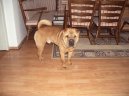 Фотографии к статье: Шарпей (Китайская бойцовая собака) (Shar-Pei) / Советы по уходу и воспитанию породы собак, описание собаки, помощь при болезнях, фотографии, дискусии и форум.