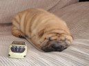 Фотографии к статье: Шарпей (Китайская бойцовая собака) (Shar-Pei) / Советы по уходу и воспитанию породы собак, описание собаки, помощь при болезнях, фотографии, дискусии и форум.