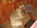 Фотографии к статье: Шарпей (Китайская бойцовая собака) (Shar-Pei) / Советы по уходу и воспитанию породы собак, описание собаки, помощь при болезнях, фотографии, дискусии и форум.