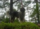 Фотографии к статье: Шарпланинская овчарка (Yugoslav Shepherd Dog) / Советы по уходу и воспитанию породы собак, описание собаки, помощь при болезнях, фотографии, дискусии и форум.