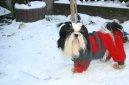 Фотографии к статье: Ши тцу (Shih-Tzu) / Советы по уходу и воспитанию породы собак, описание собаки, помощь при болезнях, фотографии, дискусии и форум.