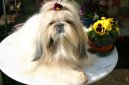 Фотографии к статье: Ши тцу (Shih-Tzu) / Советы по уходу и воспитанию породы собак, описание собаки, помощь при болезнях, фотографии, дискусии и форум.