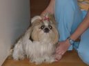 Фотографии к статье: Ши тцу (Shih-Tzu) / Советы по уходу и воспитанию породы собак, описание собаки, помощь при болезнях, фотографии, дискусии и форум.