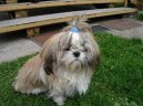 Фотографии к статье: Ши тцу (Shih-Tzu) / Советы по уходу и воспитанию породы собак, описание собаки, помощь при болезнях, фотографии, дискусии и форум.