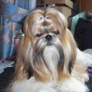 Фотографии к статье: Ши тцу (Shih-Tzu) / Советы по уходу и воспитанию породы собак, описание собаки, помощь при болезнях, фотографии, дискусии и форум.