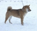 Фотографии к статье: Сиба-ину (Shiba Inu) / Советы по уходу и воспитанию породы собак, описание собаки, помощь при болезнях, фотографии, дискусии и форум.