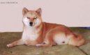 Фотографии к статье: Сиба-ину (Shiba Inu) / Советы по уходу и воспитанию породы собак, описание собаки, помощь при болезнях, фотографии, дискусии и форум.