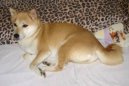 Фотографии к статье: Сиба-ину (Shiba Inu) / Советы по уходу и воспитанию породы собак, описание собаки, помощь при болезнях, фотографии, дискусии и форум.