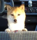 Фотографии к статье: Сиба-ину (Shiba Inu) / Советы по уходу и воспитанию породы собак, описание собаки, помощь при болезнях, фотографии, дискусии и форум.