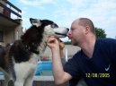 Фотографии к статье: Сибирский хаски (Siberian Husky) / Советы по уходу и воспитанию породы собак, описание собаки, помощь при болезнях, фотографии, дискусии и форум.