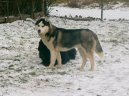 Фотографии к статье: Сибирский хаски (Siberian Husky) / Советы по уходу и воспитанию породы собак, описание собаки, помощь при болезнях, фотографии, дискусии и форум.