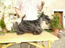 Фотографии к статье: Скотчтерьер (шотландский терьер) (Scottish Terrier) / Советы по уходу и воспитанию породы собак, описание собаки, помощь при болезнях, фотографии, дискусии и форум.