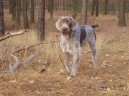 Фотографии к статье: Словацкая жесткошерстная легавая (Slovensky hrubosrsty stavac, Slovakian Wire-haired Pointing Dog) / Советы по уходу и воспитанию породы собак, описание собаки, помощь при болезнях, фотографии, дискусии и форум.