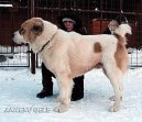 Фотографии к статье: Среднеазиатская овчарка (Central Asia Shepherd Dog) / Советы по уходу и воспитанию породы собак, описание собаки, помощь при болезнях, фотографии, дискусии и форум.