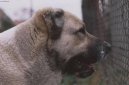 Фотографии к статье: Среднеазиатская овчарка (Central Asia Shepherd Dog) / Советы по уходу и воспитанию породы собак, описание собаки, помощь при болезнях, фотографии, дискусии и форум.