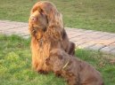 Фотографии к статье: Суссекский спаниель (Sussex Spaniel) / Советы по уходу и воспитанию породы собак, описание собаки, помощь при болезнях, фотографии, дискусии и форум.