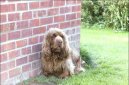 Фотографии к статье: Суссекский спаниель (Sussex Spaniel) / Советы по уходу и воспитанию породы собак, описание собаки, помощь при болезнях, фотографии, дискусии и форум.