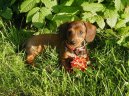 Фотографии к статье: Такса (Dachshund) / Советы по уходу и воспитанию породы собак, описание собаки, помощь при болезнях, фотографии, дискусии и форум.