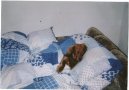 Фотографии к статье: Такса (Dachshund) / Советы по уходу и воспитанию породы собак, описание собаки, помощь при болезнях, фотографии, дискусии и форум.