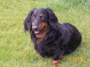 Фотографии к статье: Такса (Dachshund) / Советы по уходу и воспитанию породы собак, описание собаки, помощь при болезнях, фотографии, дискусии и форум.