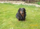 Фотографии к статье: Такса (Dachshund) / Советы по уходу и воспитанию породы собак, описание собаки, помощь при болезнях, фотографии, дискусии и форум.